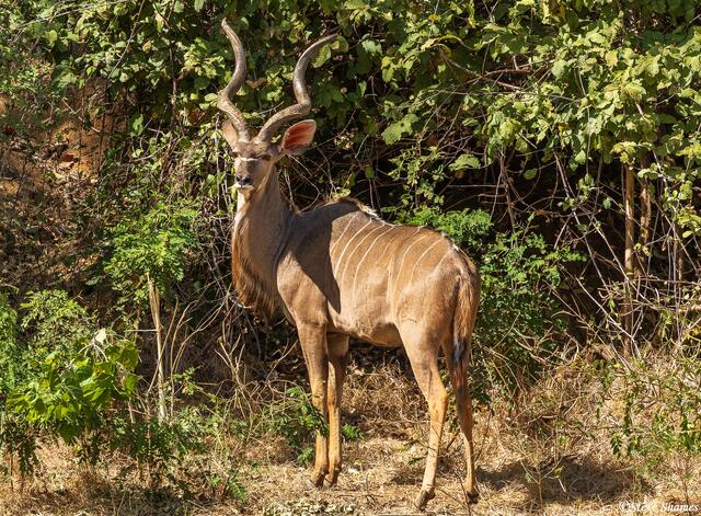 Zambia-Male Kudu print