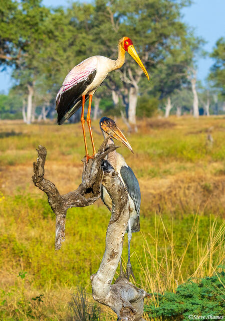 Zambia-Marabou and Yellow Billed Storks print
