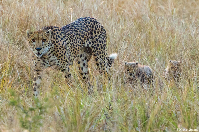 Zambia-Mother Cheetah and Cubs print