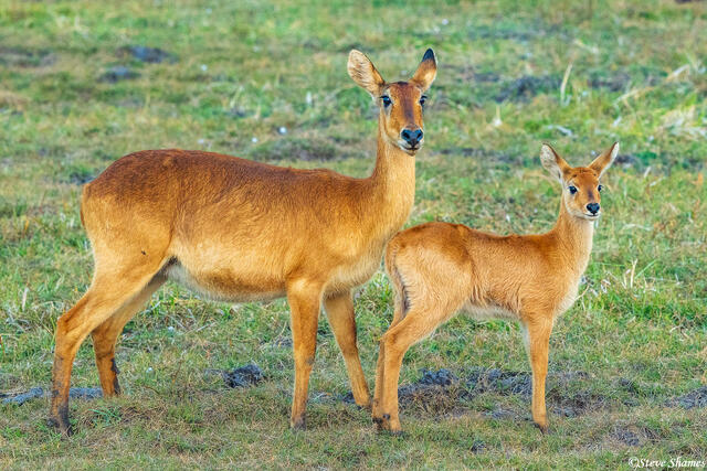 Zambia-Puku Mother and Young print