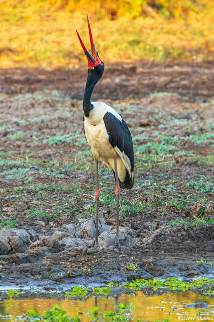 Zambia-Saddle Billed Stork print