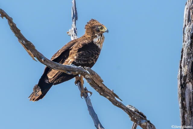 Zambia-Snake Eagle print
