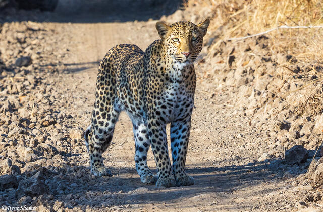 Zambia-South Luangwa Leopard print