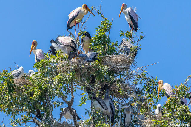 Zambia-South Luangwa Nesting Colony print