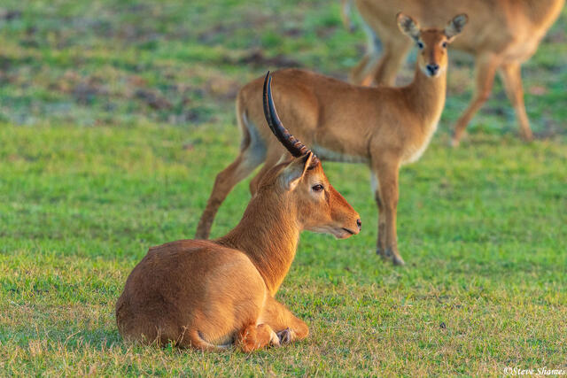 Zambia-South Luangwa Puku print