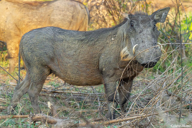 Zambia-South Luangwa Warthog print