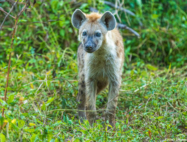Zambia-Spotted Hyena print