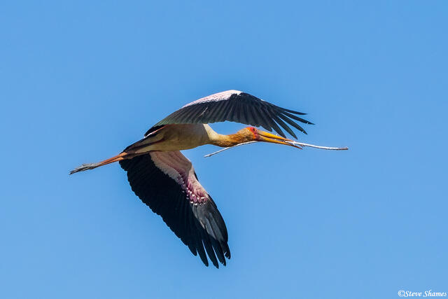 Zambia-Stork Carrying Stick print