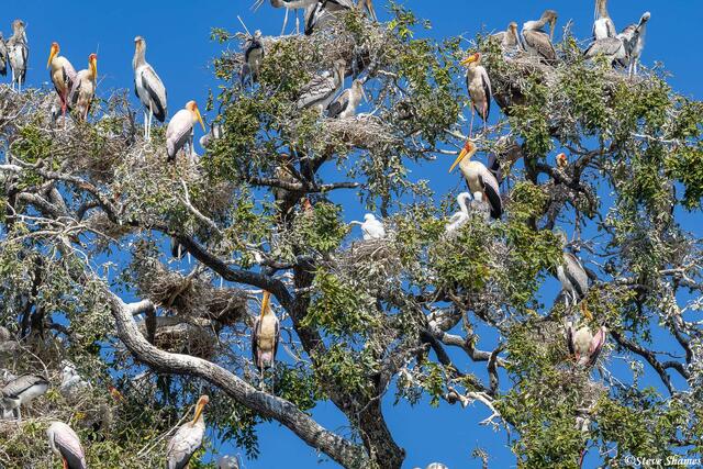 Zambia-Stork Nesting Colony print