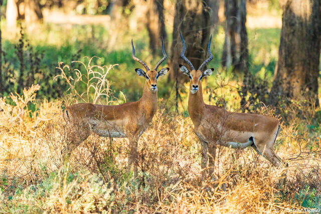 Zambia-Twin Impalas print