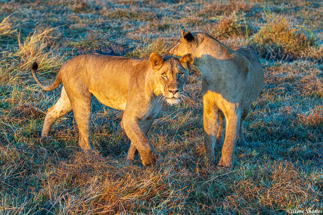 Zambia-Two Female Lions print