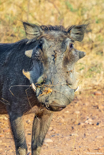 Zambia-Warthog Face print