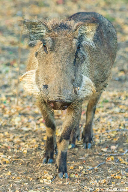Zambia-Warthog Whiskers print