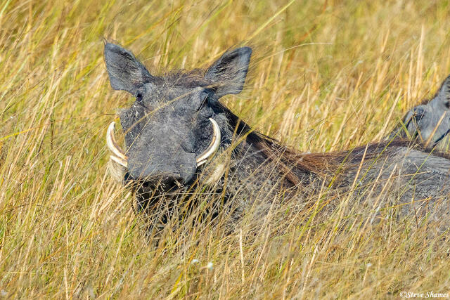 Zambia-Warthog in High Grass print