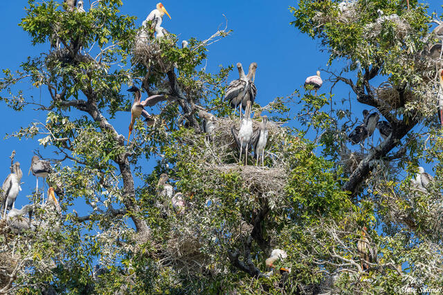 Zambia-Yellow Billed stork Colony print