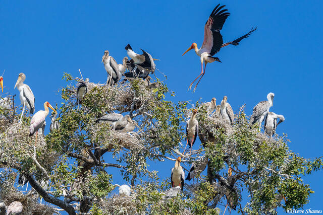 Zambia-Yellow Billed Stork Landing print