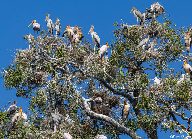 Zambia-Yellow Billed Stork Nesting Tree print