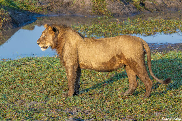 Zambia-Young Male Lion print