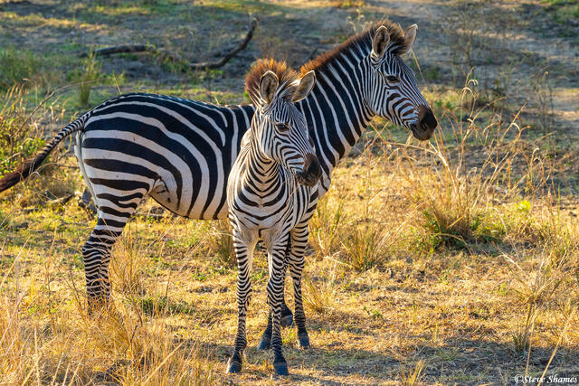 Zambia-Zebra Mother and Child print
