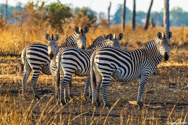 Zambia-Zebras on Burnt Ground print