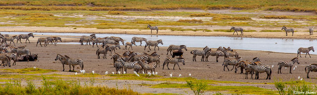 Zebras by Waterhole print