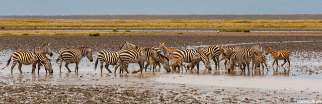 Zebras in Mud print