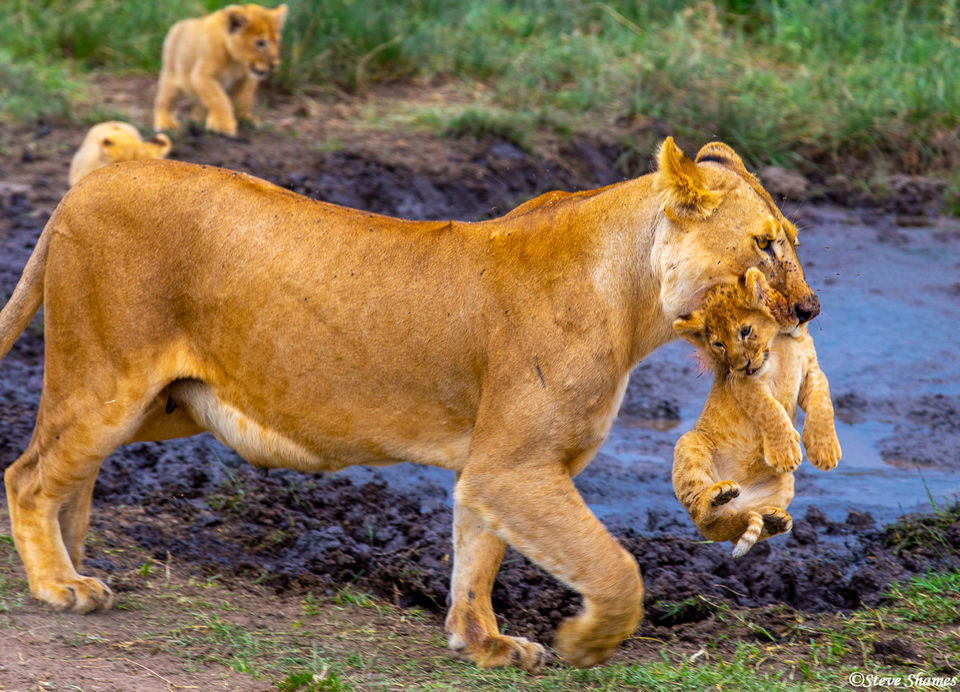 Mother Lion Carrying Cub Serengeti National Park, Tanzania 2019