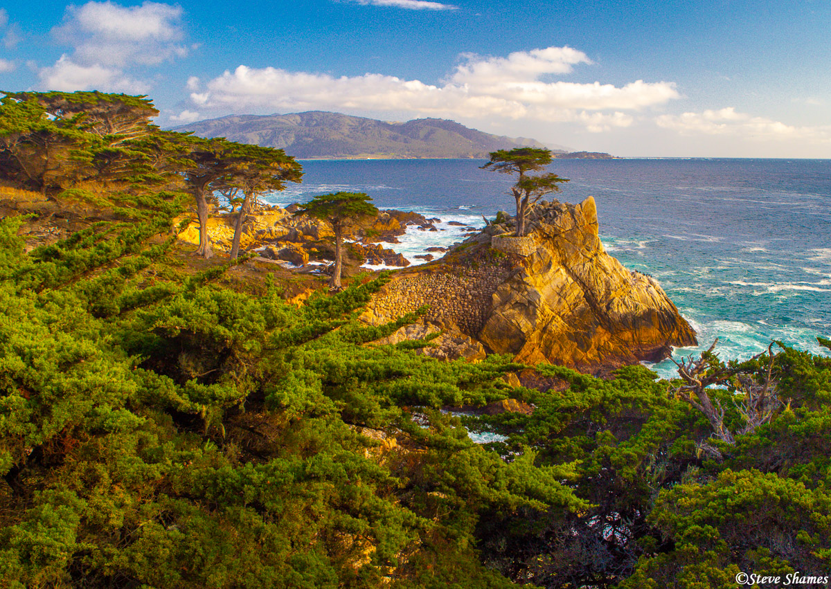 Another view of the much photographed "lone cypress" tree just outside of Carmel.