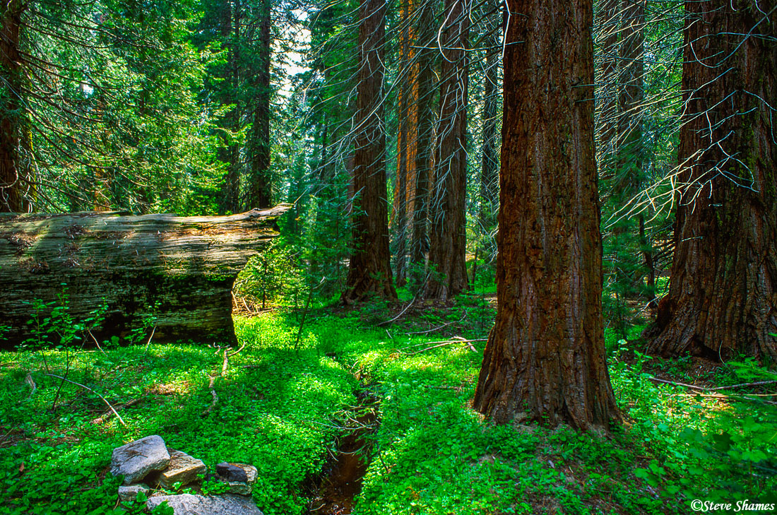 A scene at Sequoia National Park.