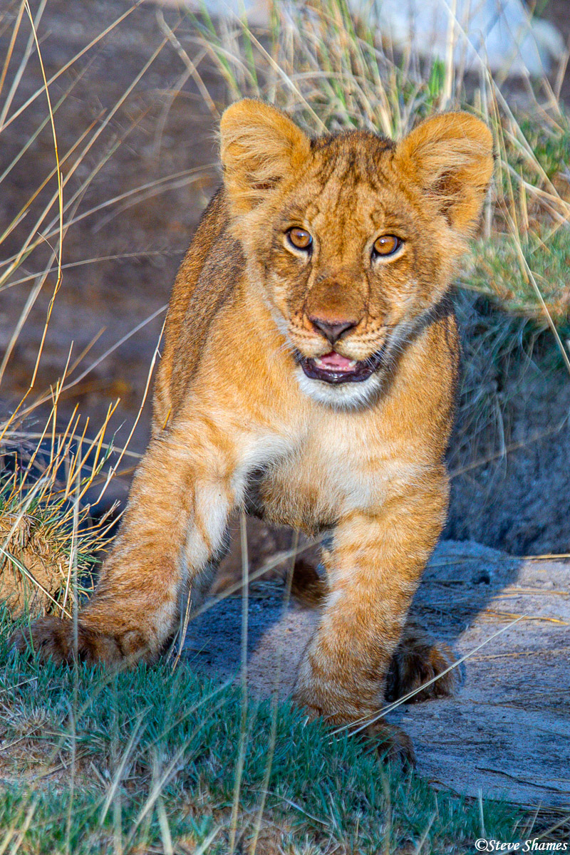 A little lion cub. Part of a large pride with 12 cubs.