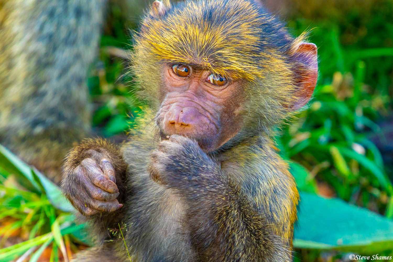 Portrait of a baby baboon. This one has a lot of yellow hair.
