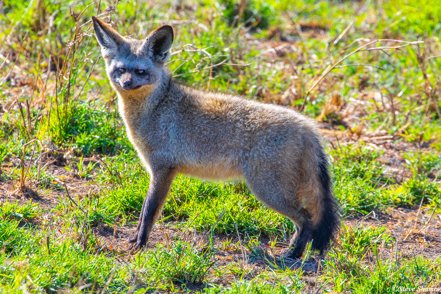 A very rare sighting of a bat eared fox. They use their large ears to listen for insects underground, then dig them up.