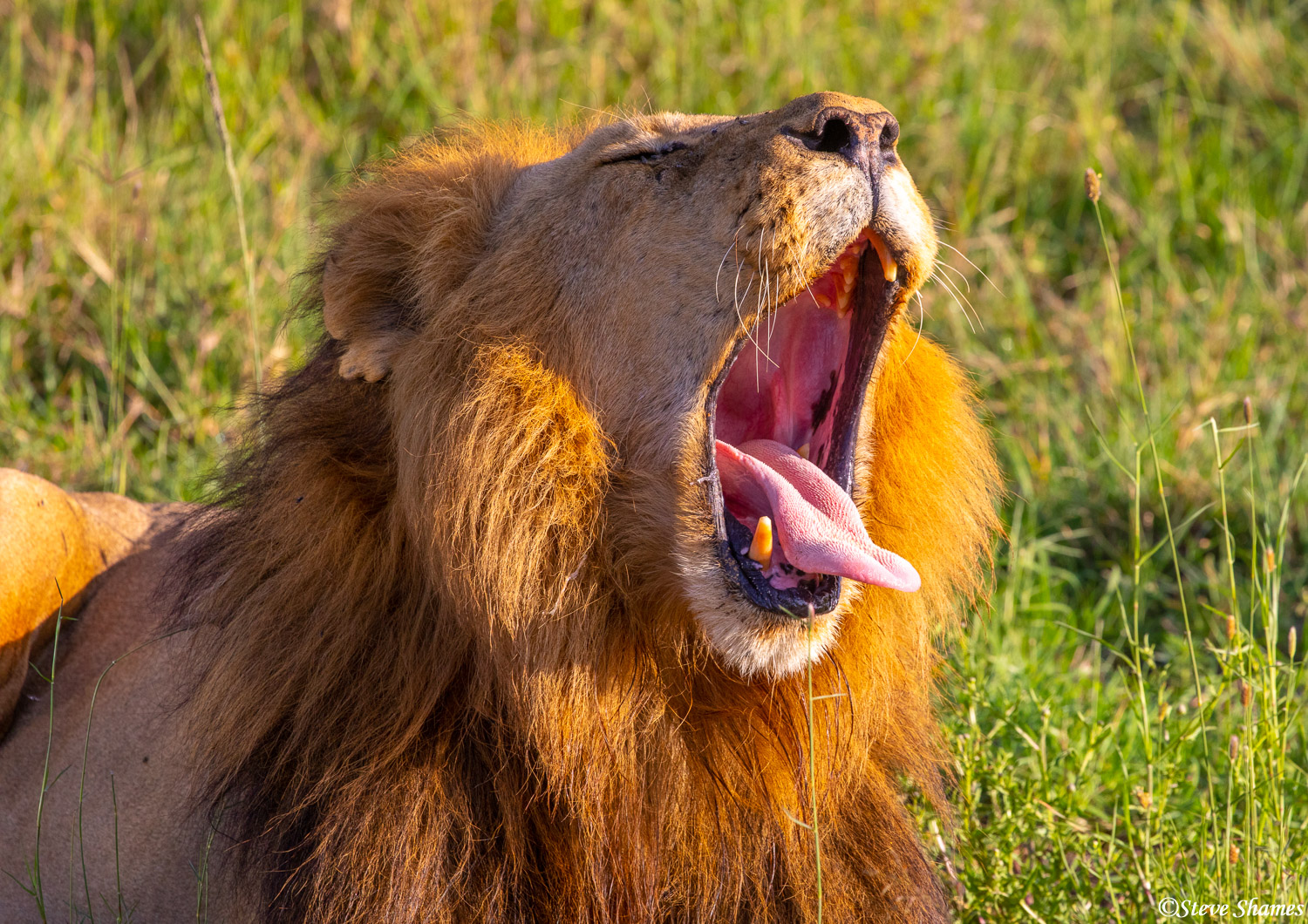 A big yawn for a big lion.