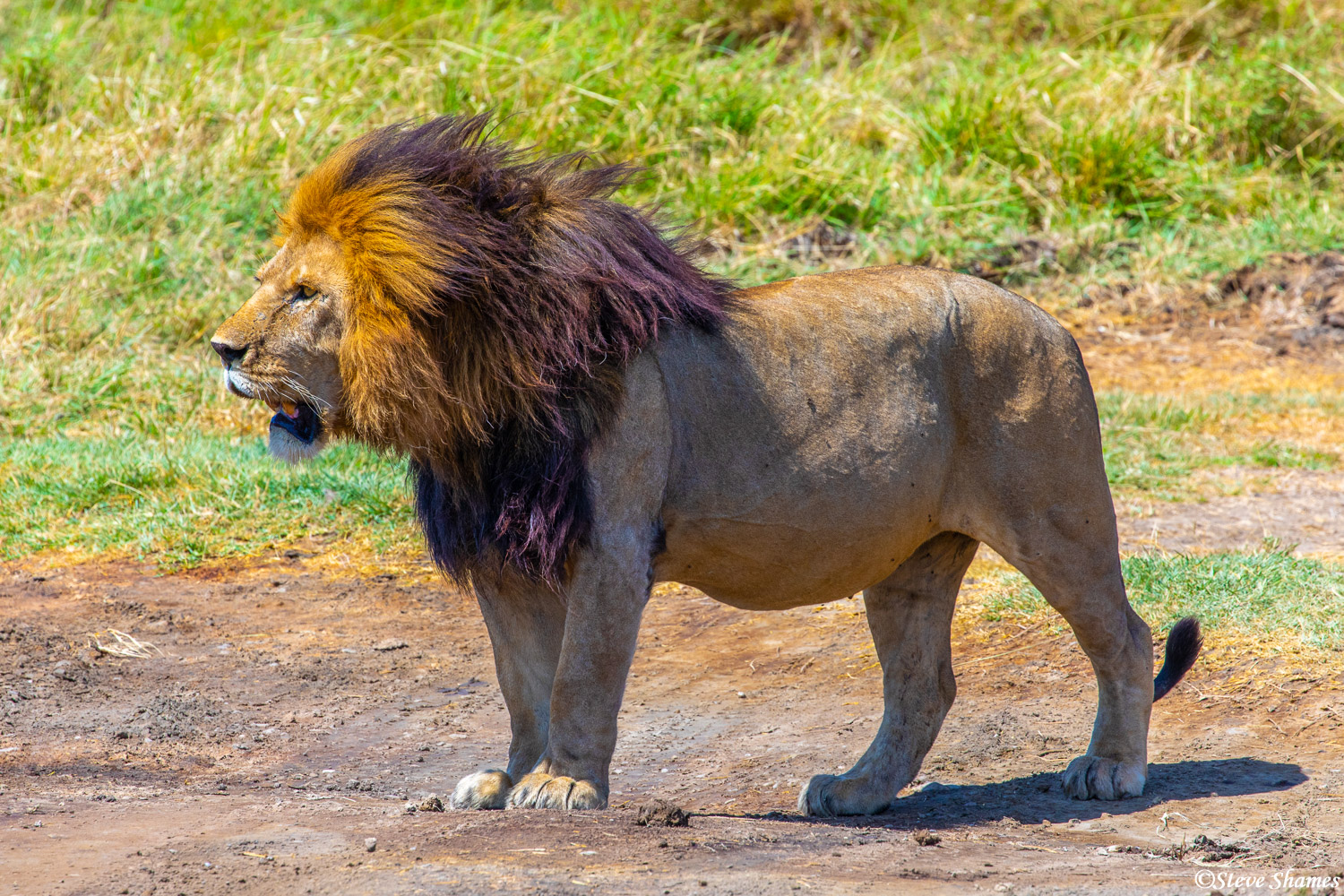 This big male lion is known as "Ziggy"