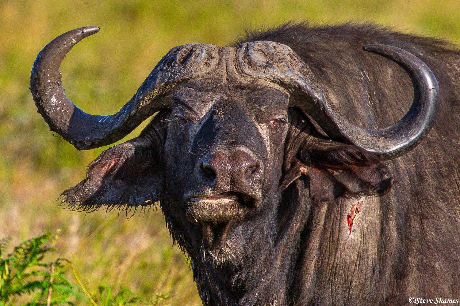 Portrait of a muddy horned cape buffalo.