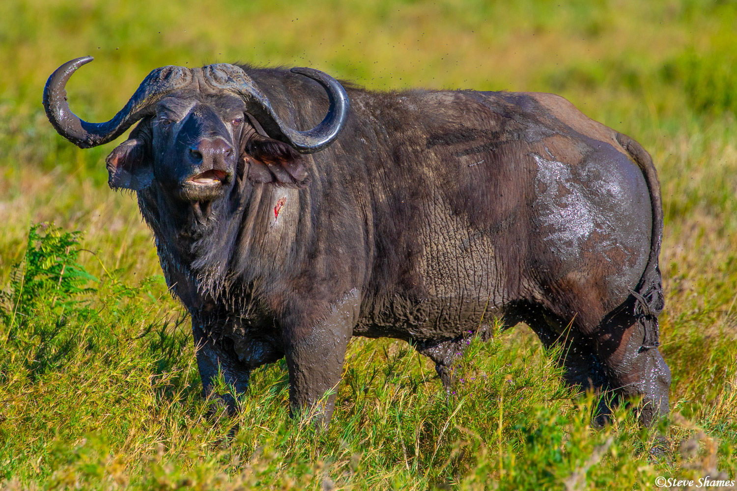 Here is a crusty muddy old Cape buffalo. Always surrounded by a cloud of flies.