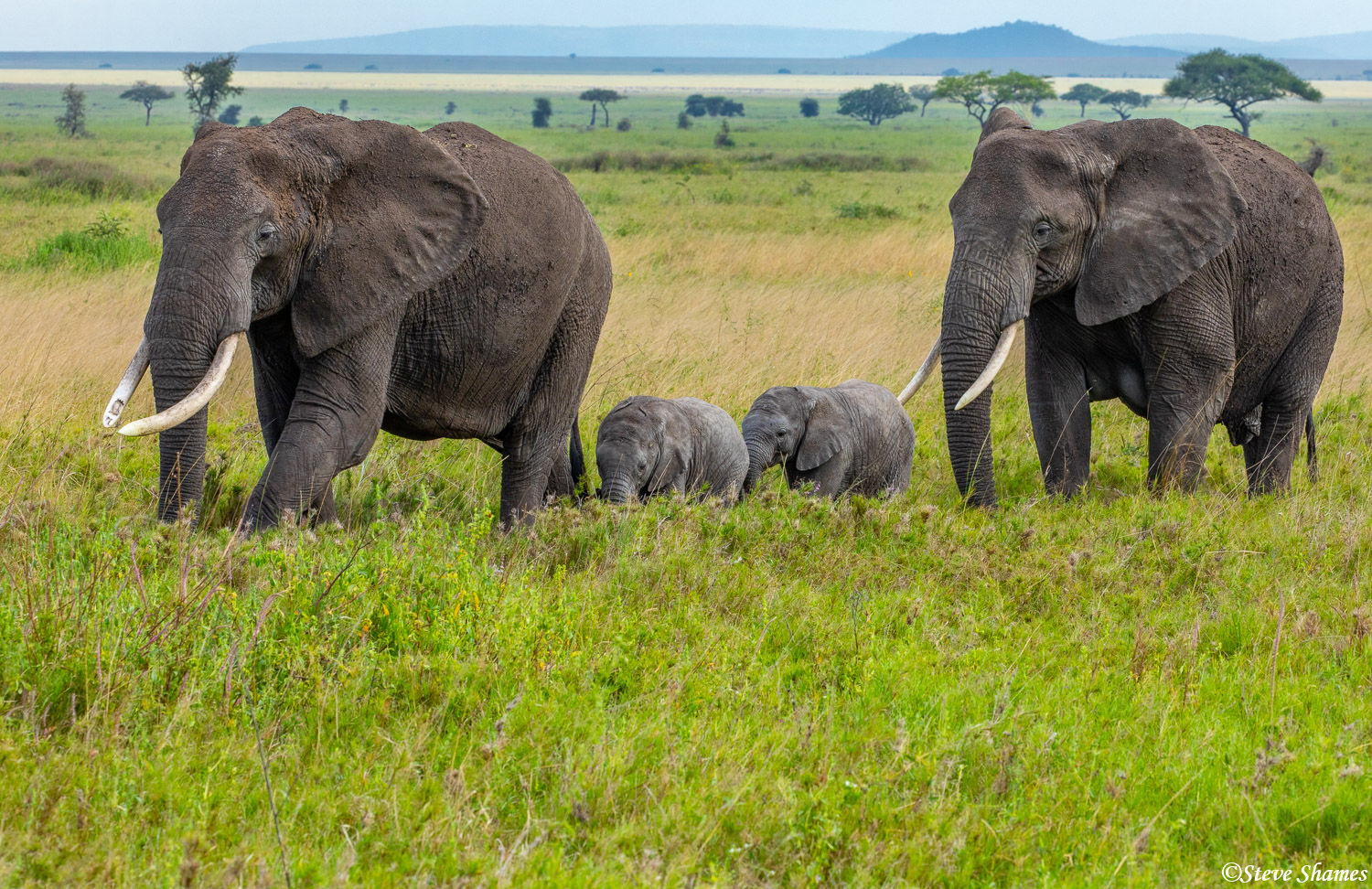 Mother elephants escorting the young calves.