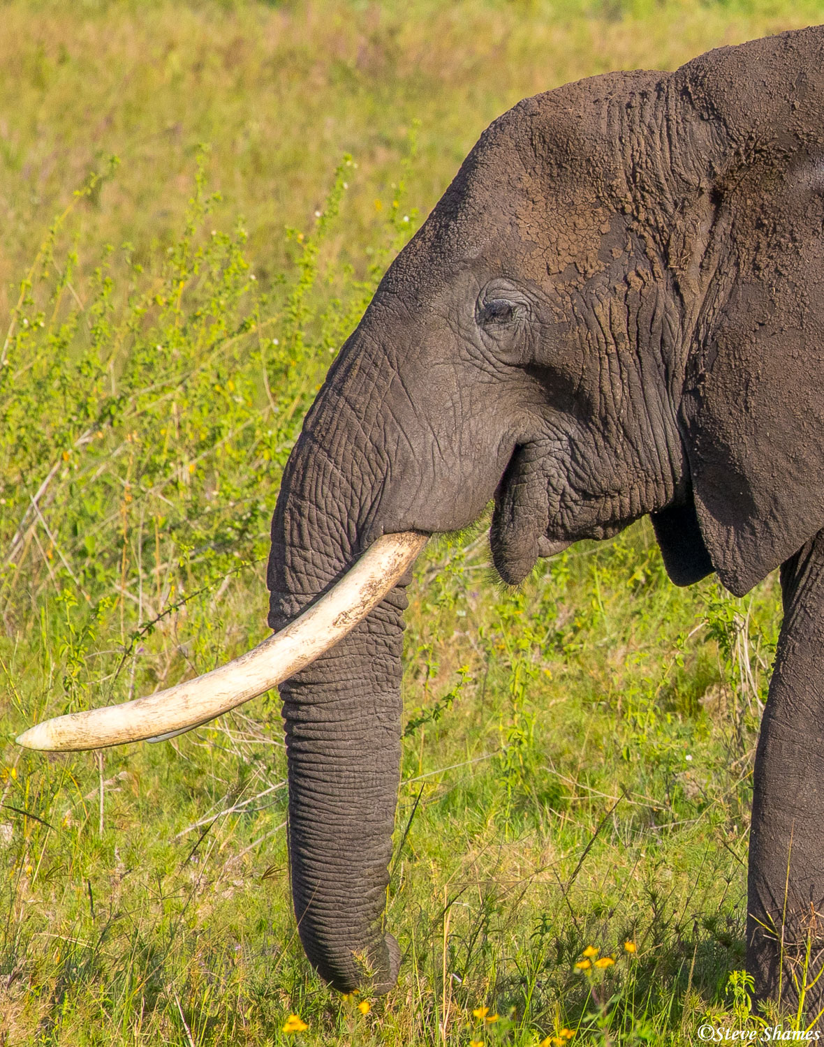 Side view of an elephant tusker.