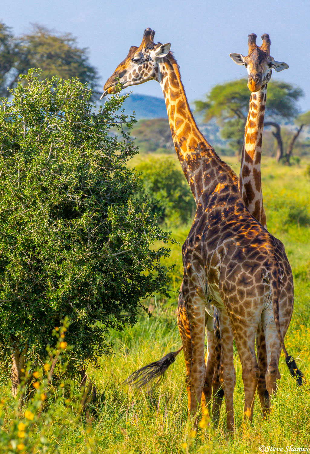 A pair of giraffes eating.