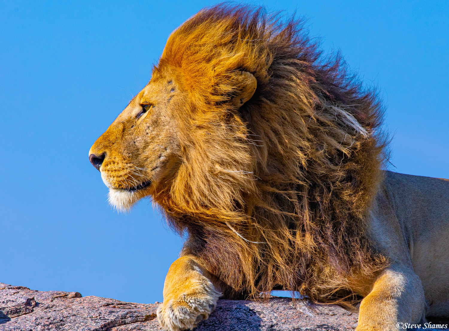 A magnificent looking lion side view.