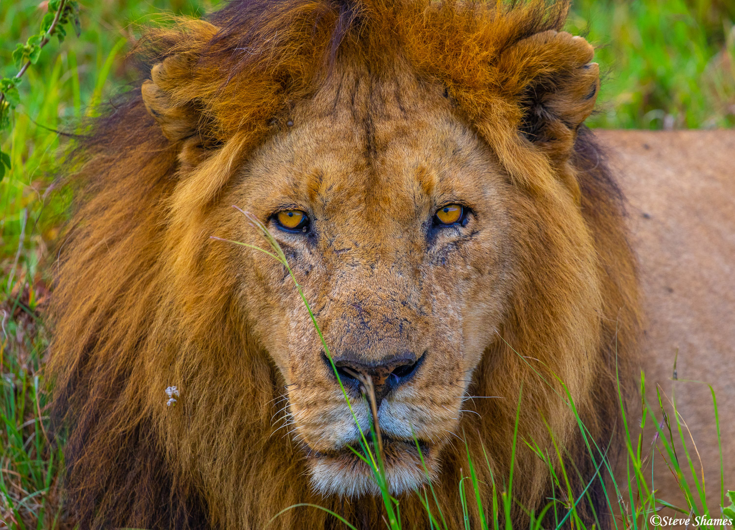 Male lion in the grass staring at us.