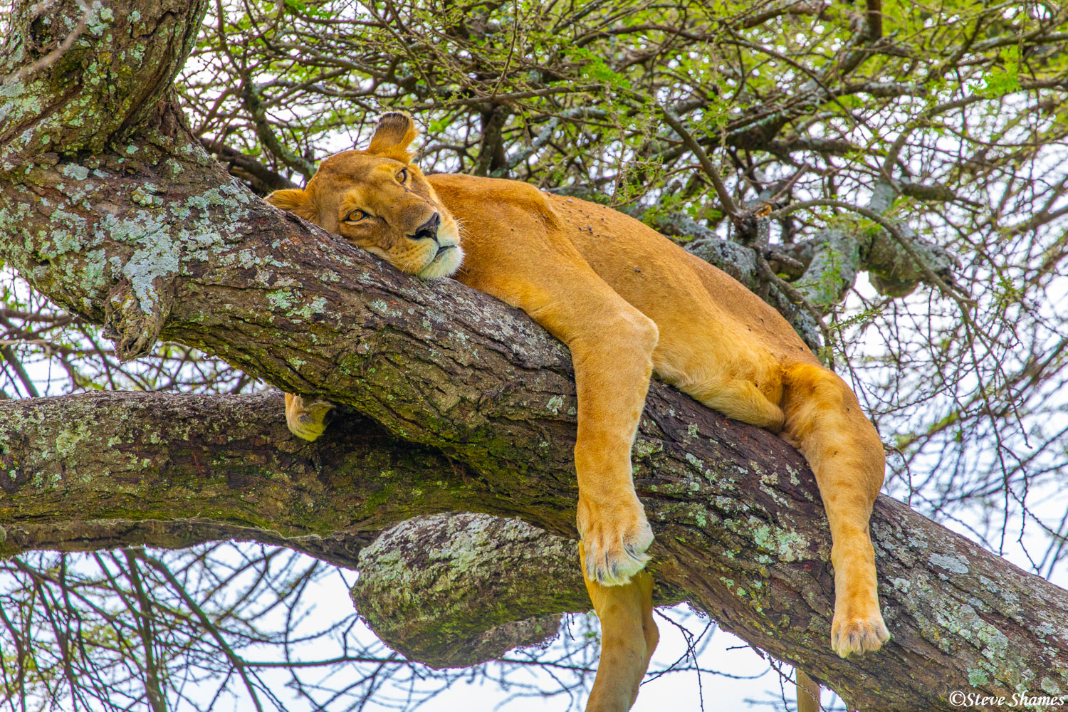 Here is a picture of relaxation. A lioness lounging in a tree.