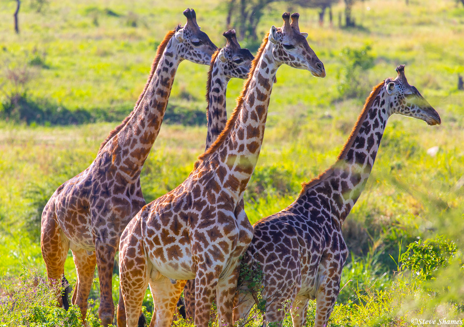 Masai Giraffes -- the most common in Africa.