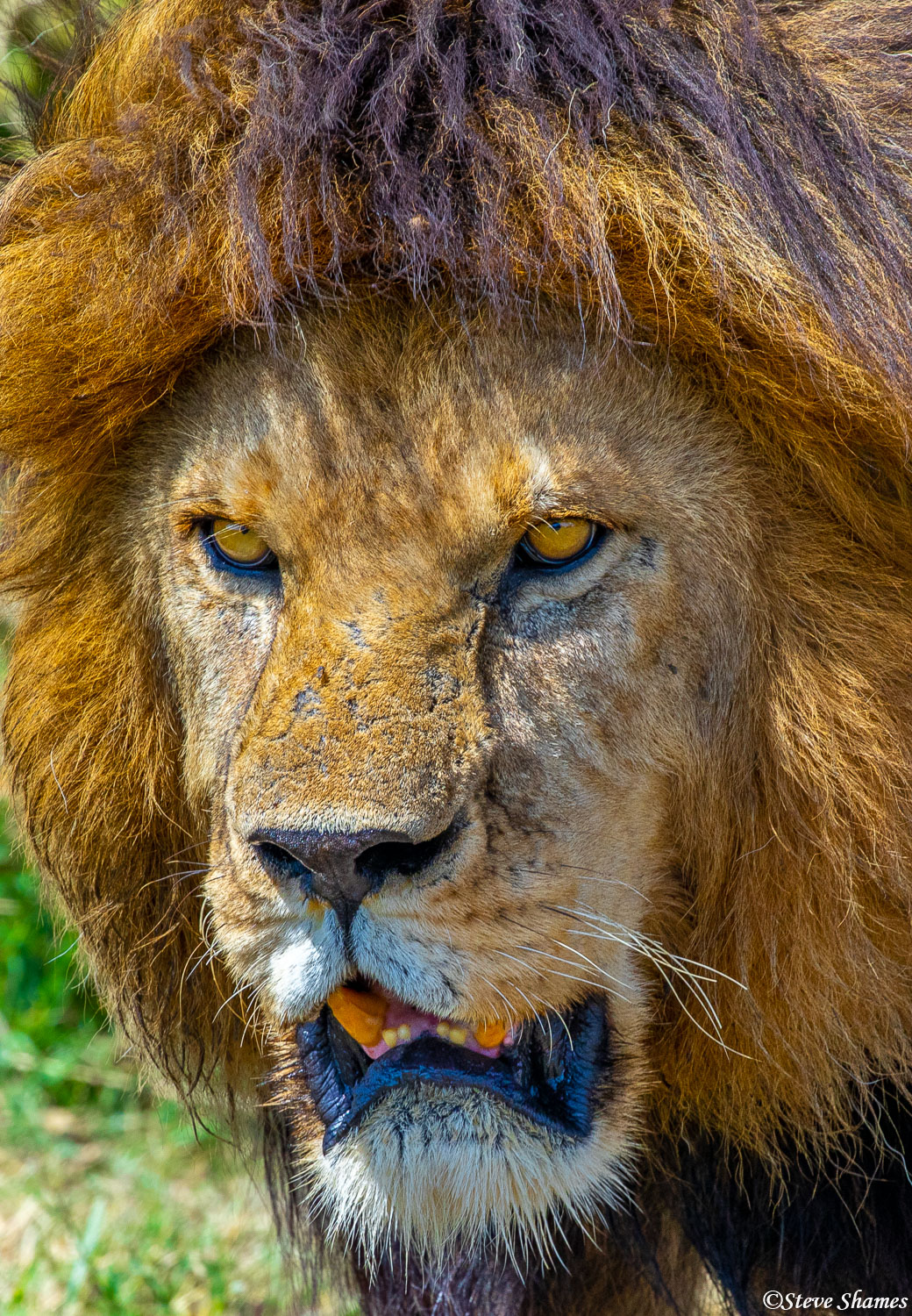 A nice close up of a big male lion.