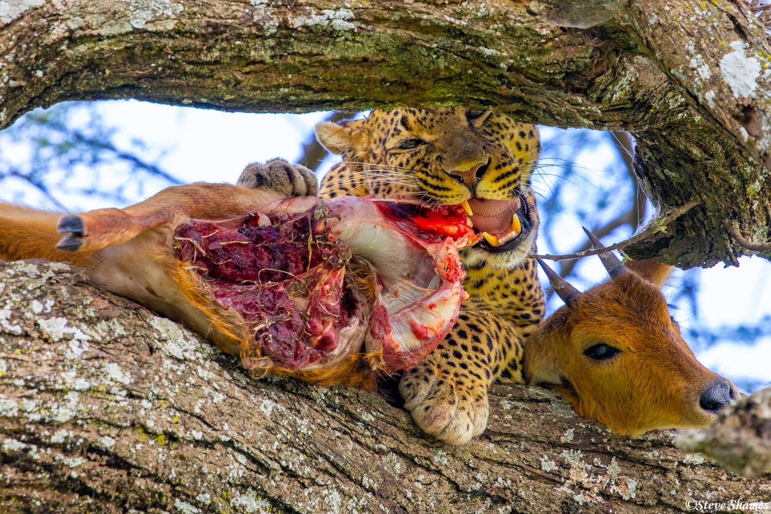 This leopard caught herself a reedbuck. Makes a meal for a couple of days.