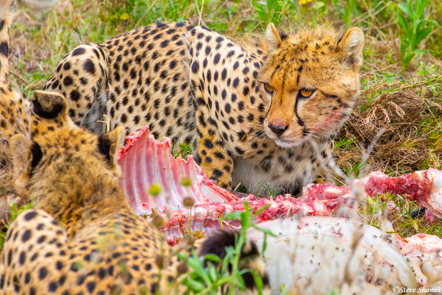 These cheetahs are taking nice bites out of these wildebeest ribs.