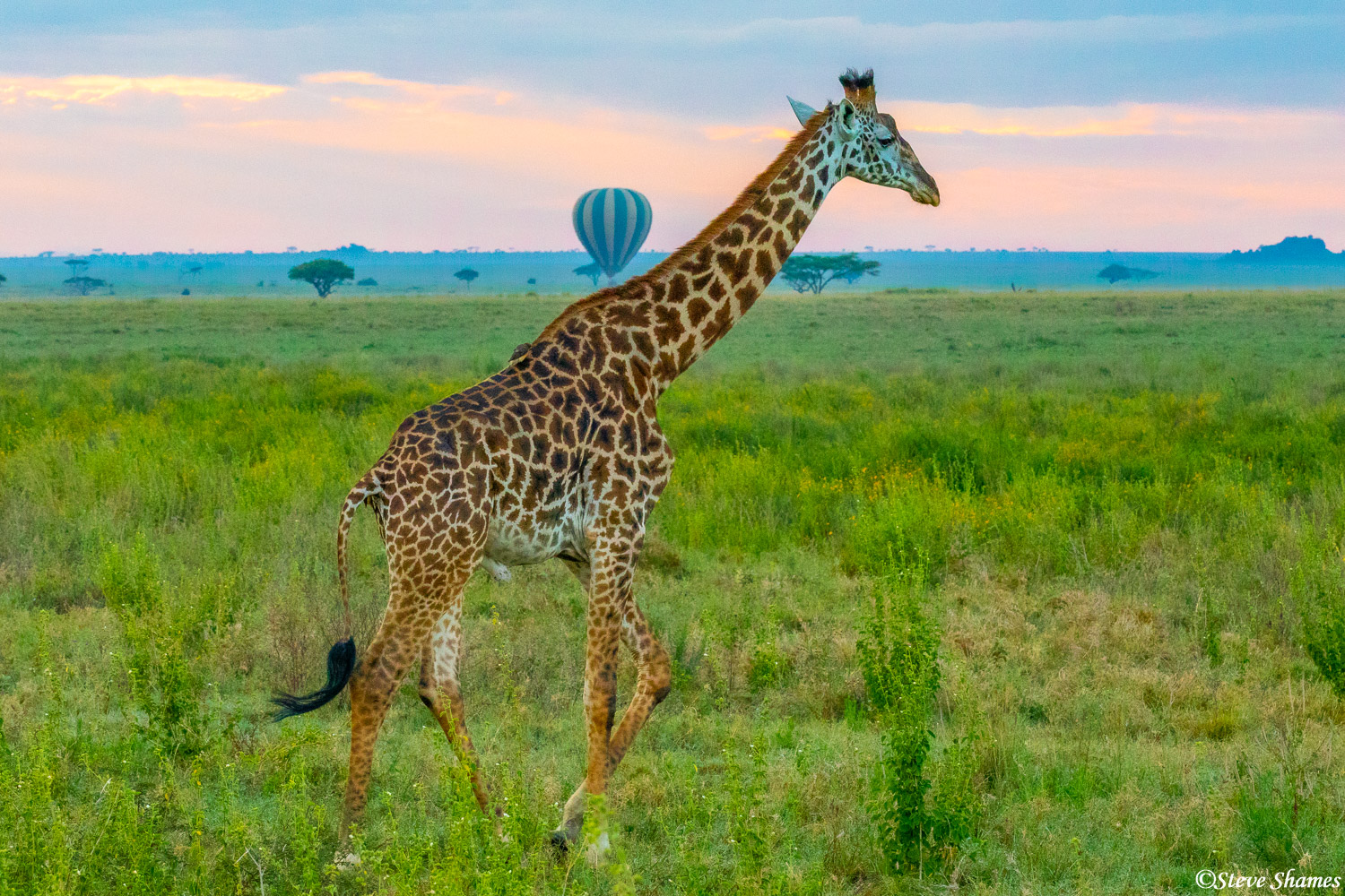 Hot air balloons take off almost every morning in the Serengeti. This giraffe seems to be carrying one on his shoulder.