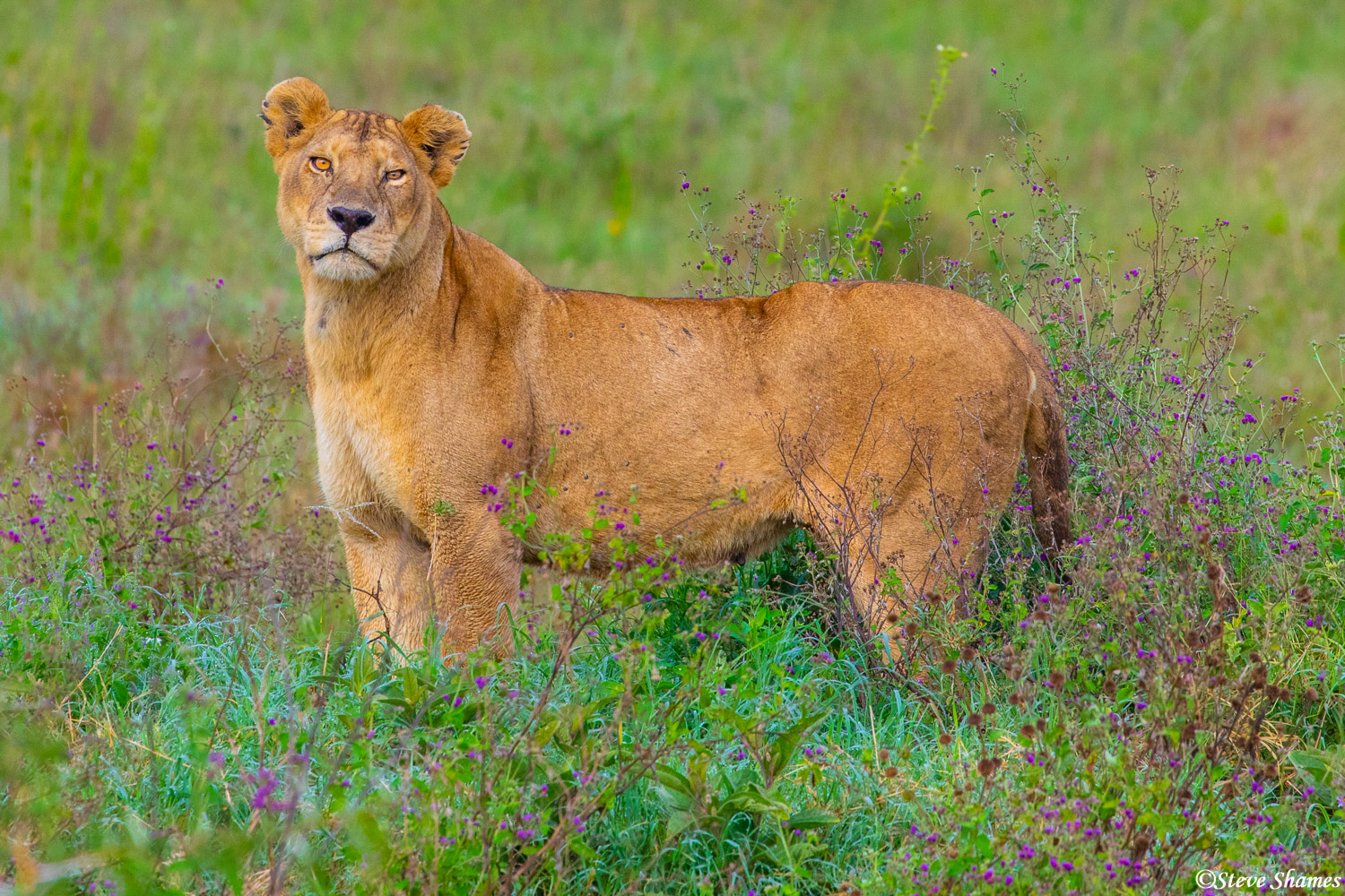 A Serengeti lioness in the early morning amidst the little purple flowers.