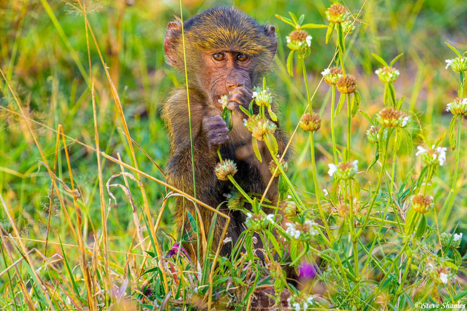Baboon baby sniffing around among the flowers.
