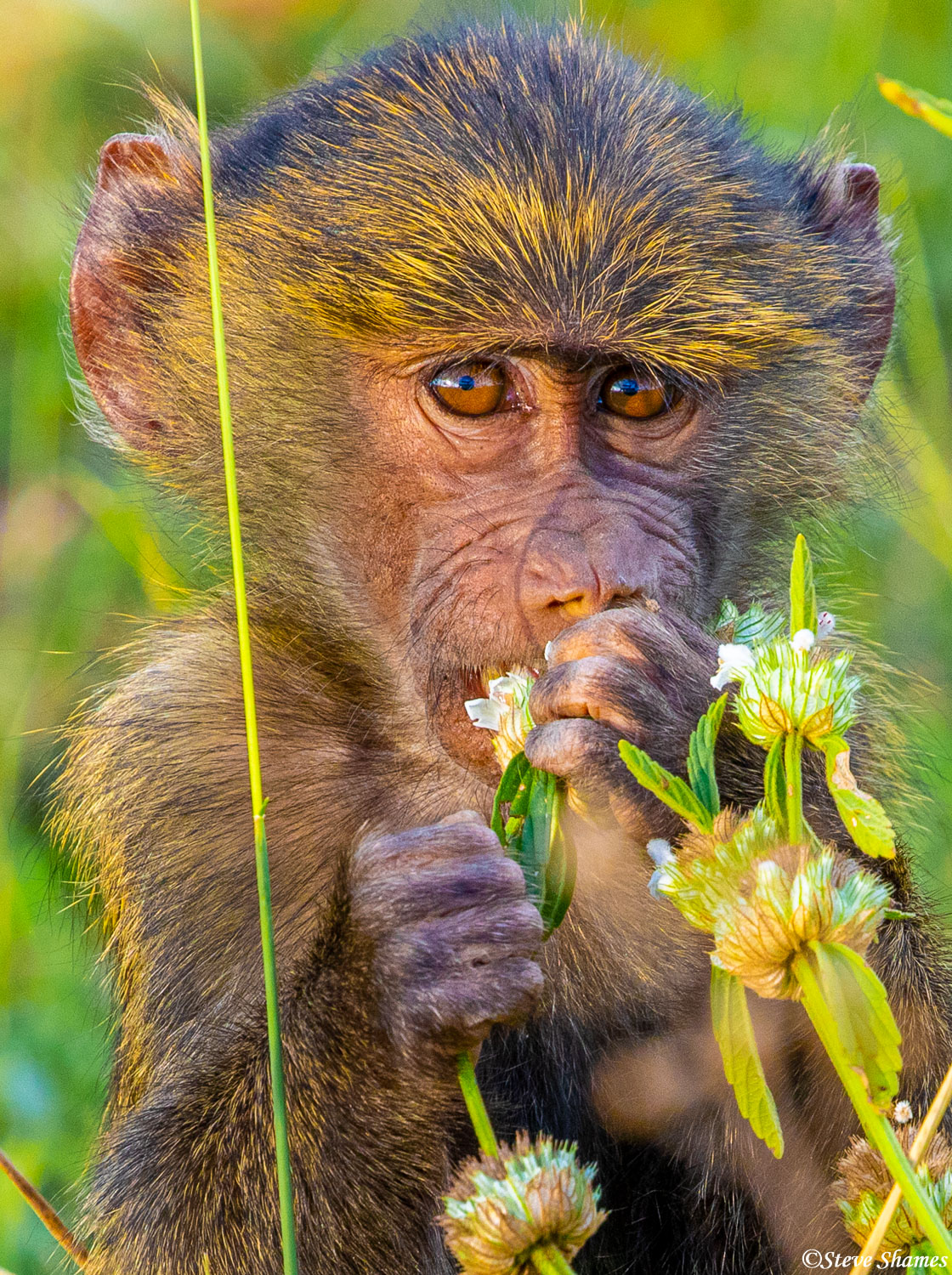 Here is a nice portrait of a cute little baby baboon.